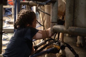 Researcher collecting colostrum from a dairy cow, highlighting its importance in calf immunity and health.